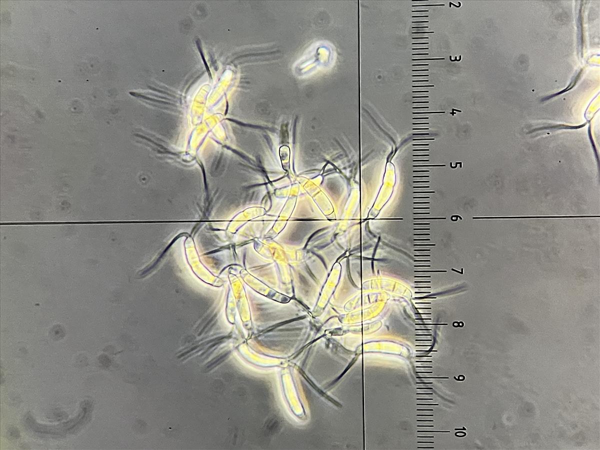 Diploceras hypericinum (door Eduard Osieck)