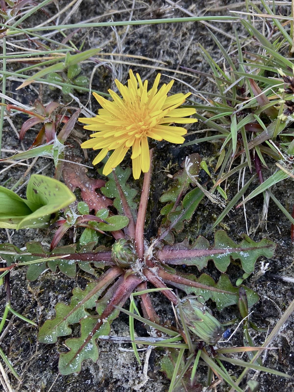 Taraxacum nordstedtii (door Jelle J. Hofstra)