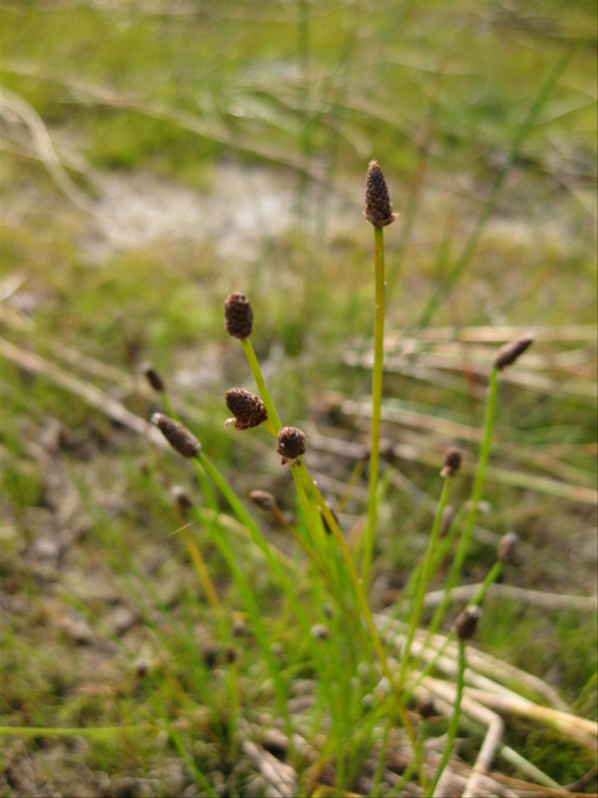 Eleocharis obtusa (door Sipke Gonggrijp)