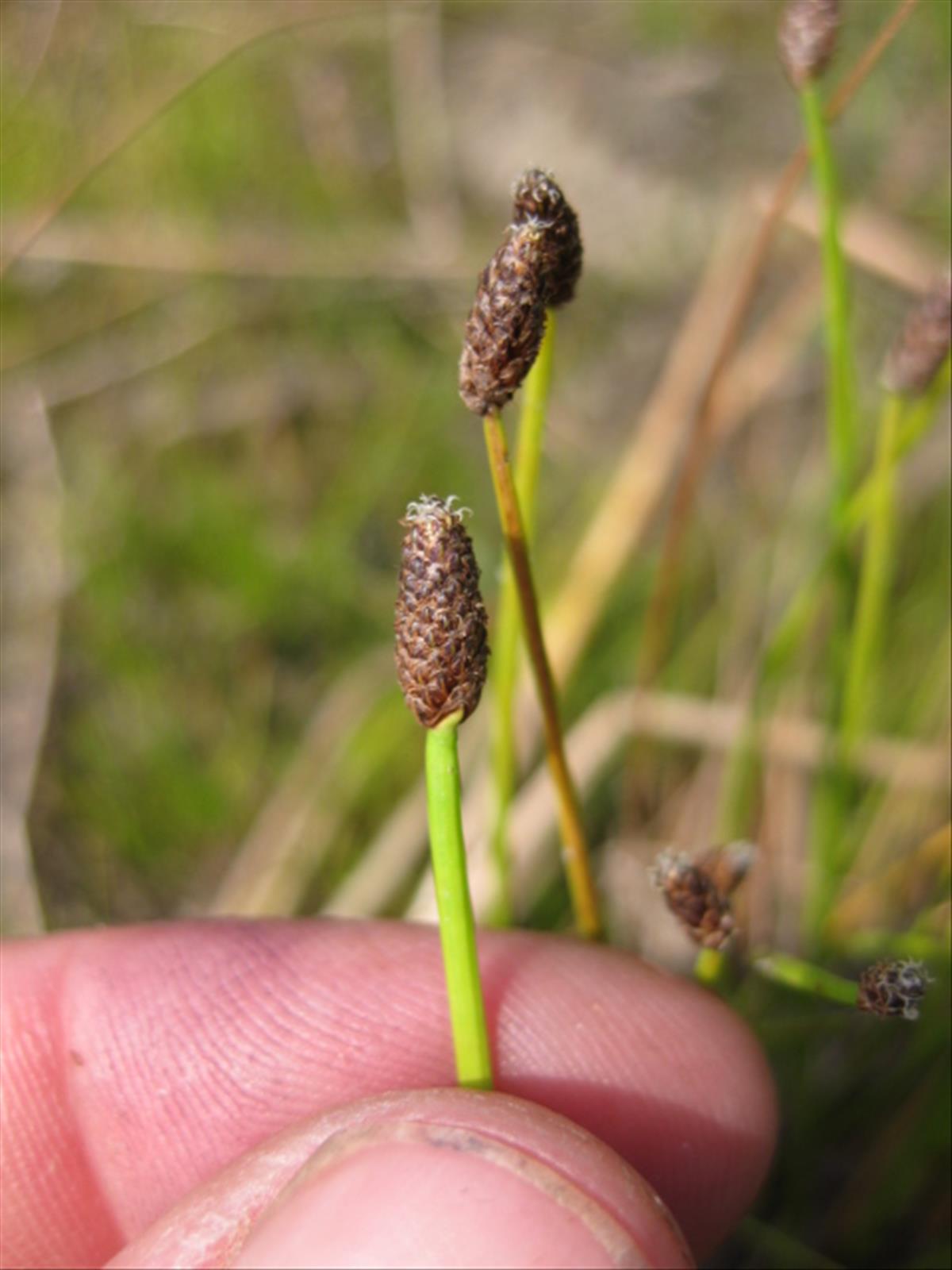 Eleocharis obtusa (door Sipke Gonggrijp)