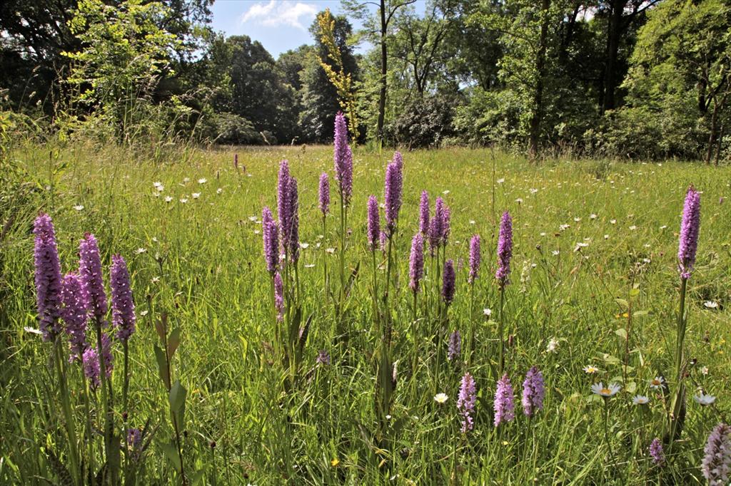 Dactylorhiza praetermissa (door Jelle Hofstra)