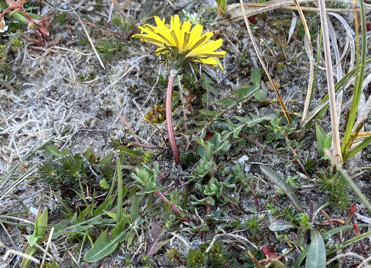 Taraxacum perincisum (door Jelle J. Hofstra)