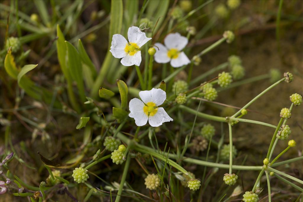 Baldellia ranunculoides subsp. ranunculoides (door Valentine Kalwij)