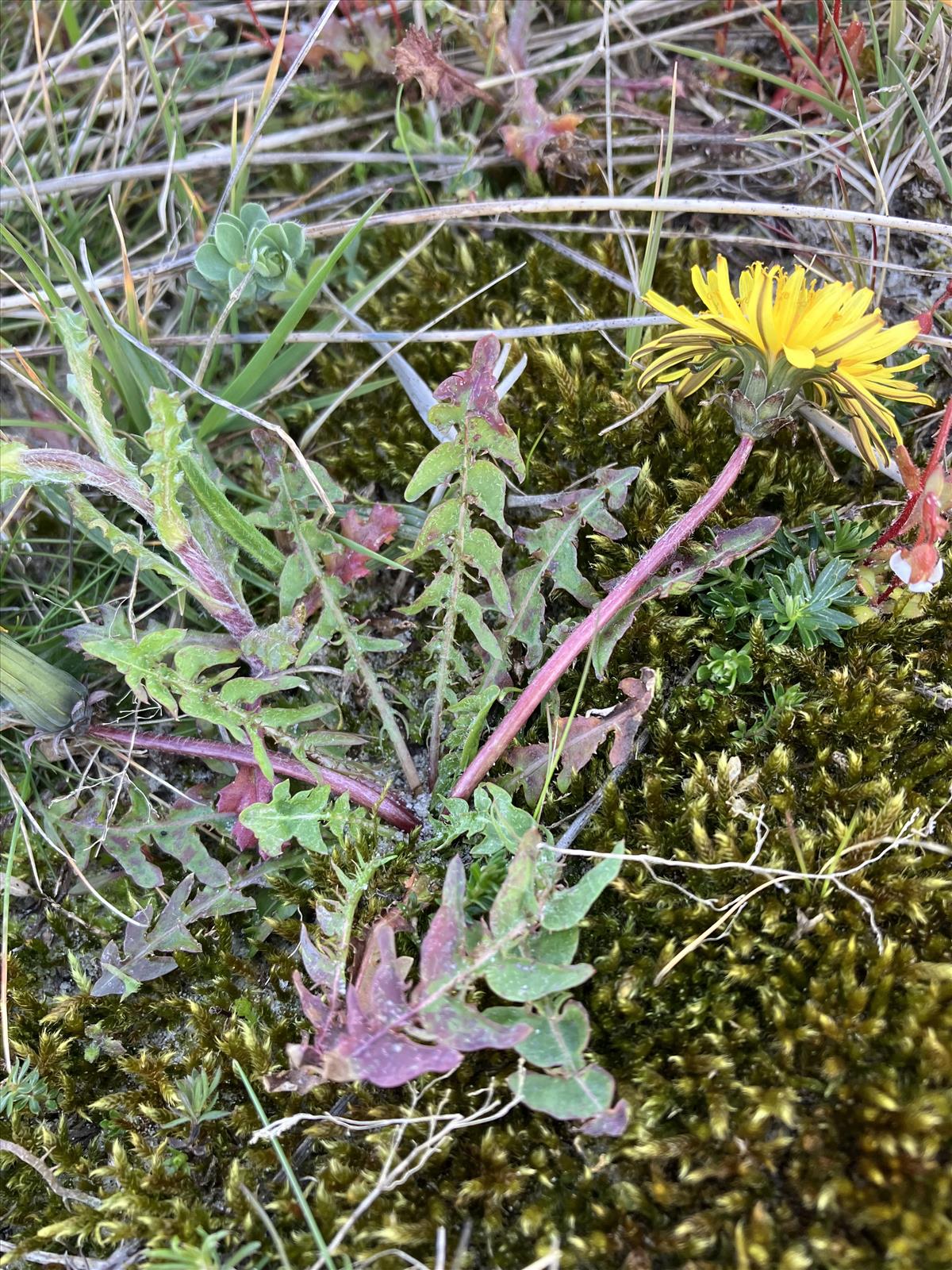 Taraxacum tortilobum (door Jelle J. Hofstra)