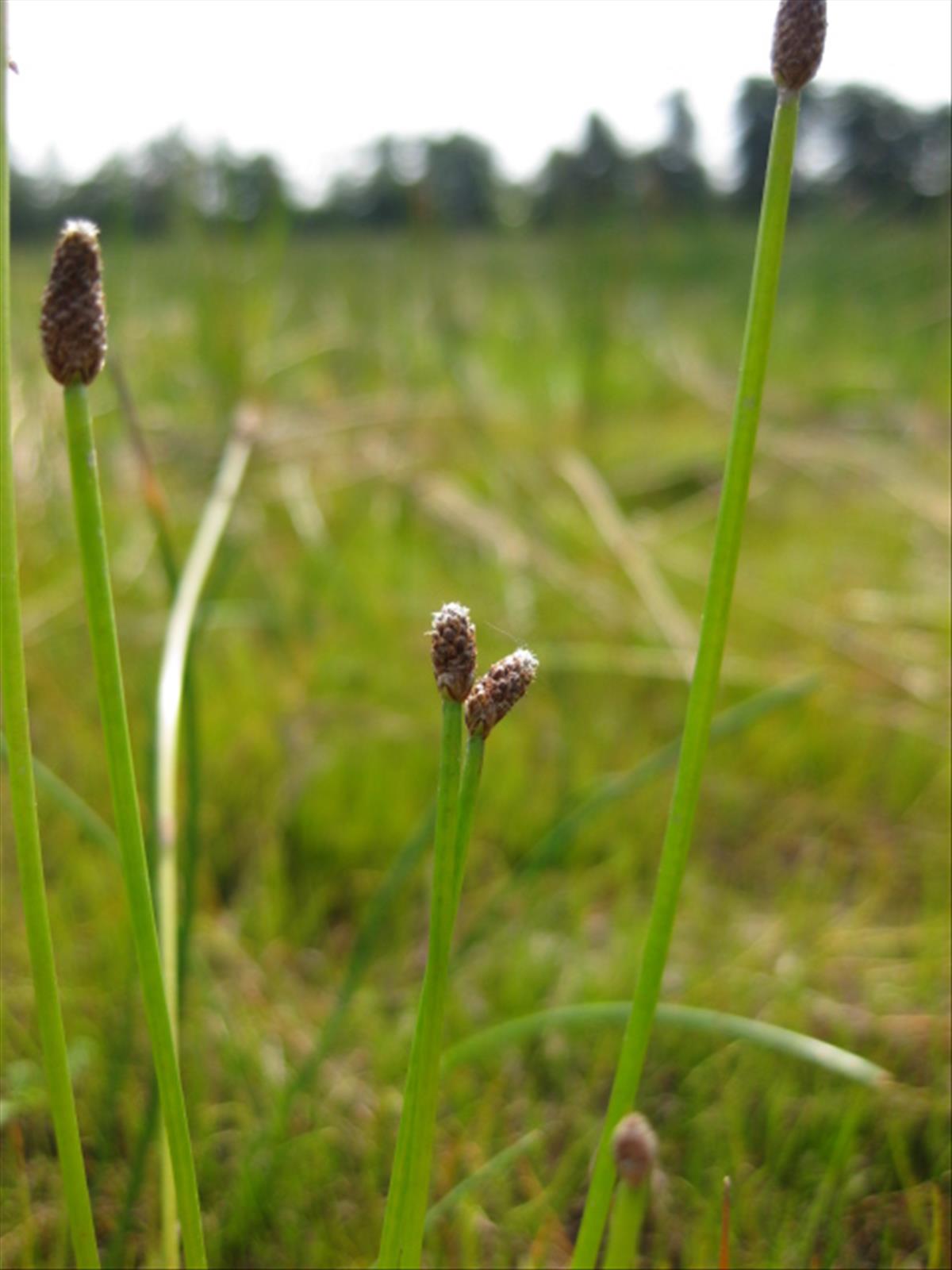 Eleocharis obtusa (door Sipke Gonggrijp)