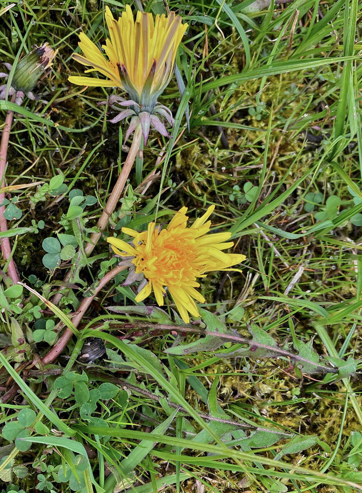 Taraxacum hamiferum (door Jelle J. Hofstra)