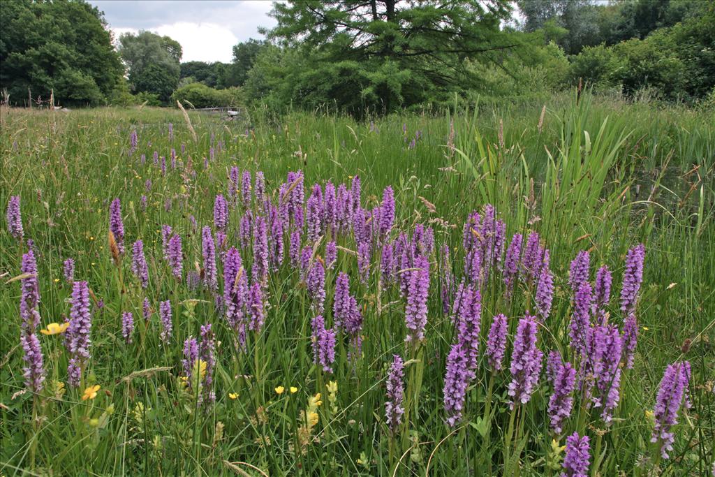 Dactylorhiza praetermissa (door Jelle Hofstra)