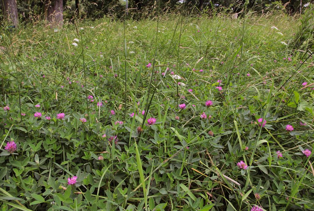 Trifolium medium (door Jelle Hofstra)