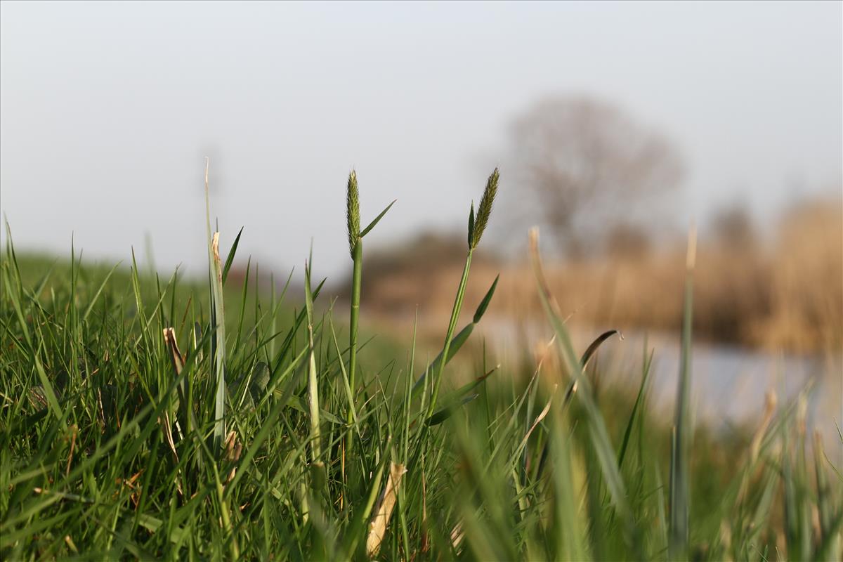 Alopecurus pratensis (door Stef van Walsum)