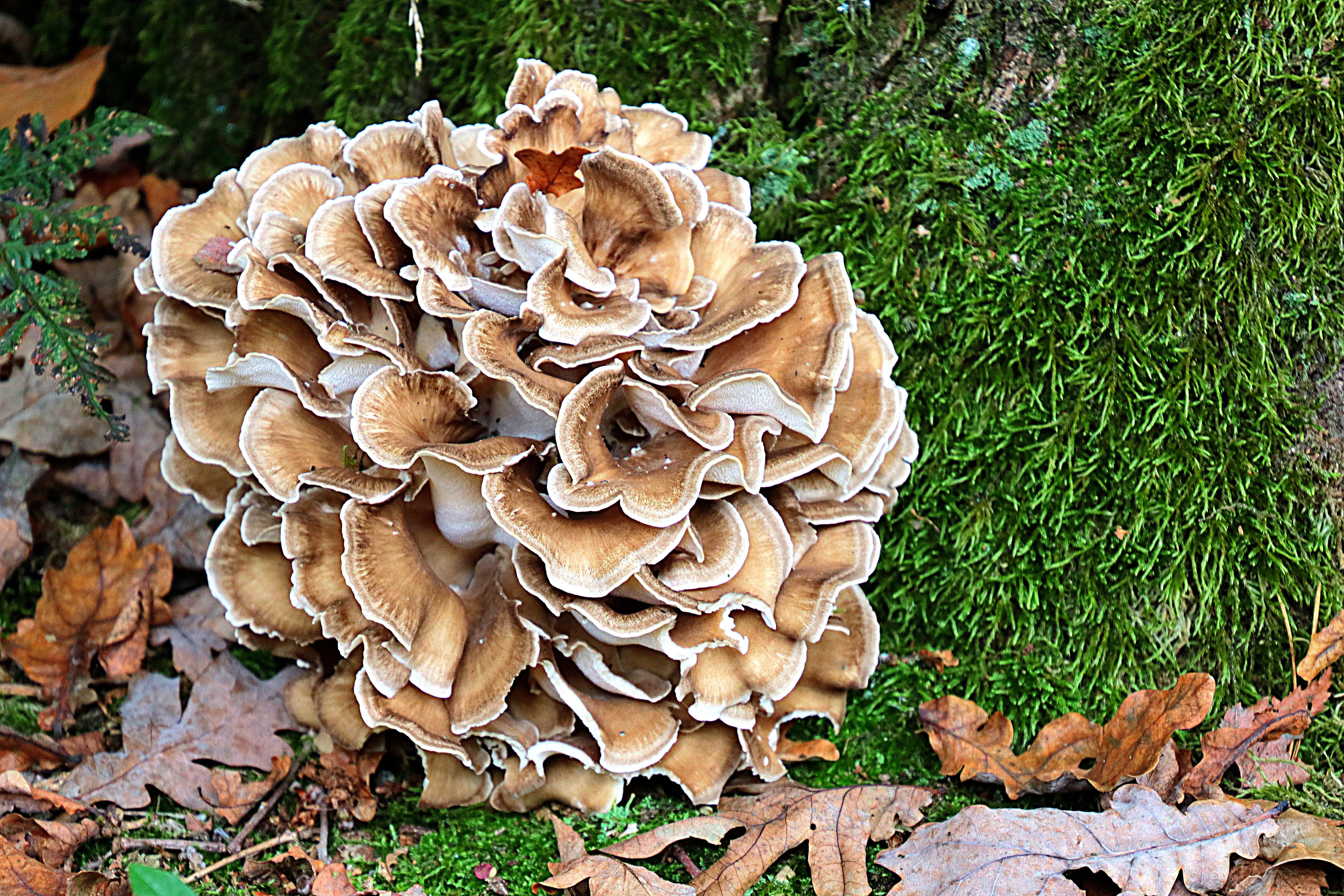 Grifola frondosa (door W.J.P. van der AART)