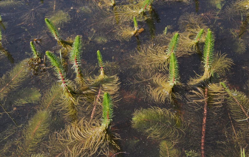 Hippuris vulgaris (door Jelle Hofstra)