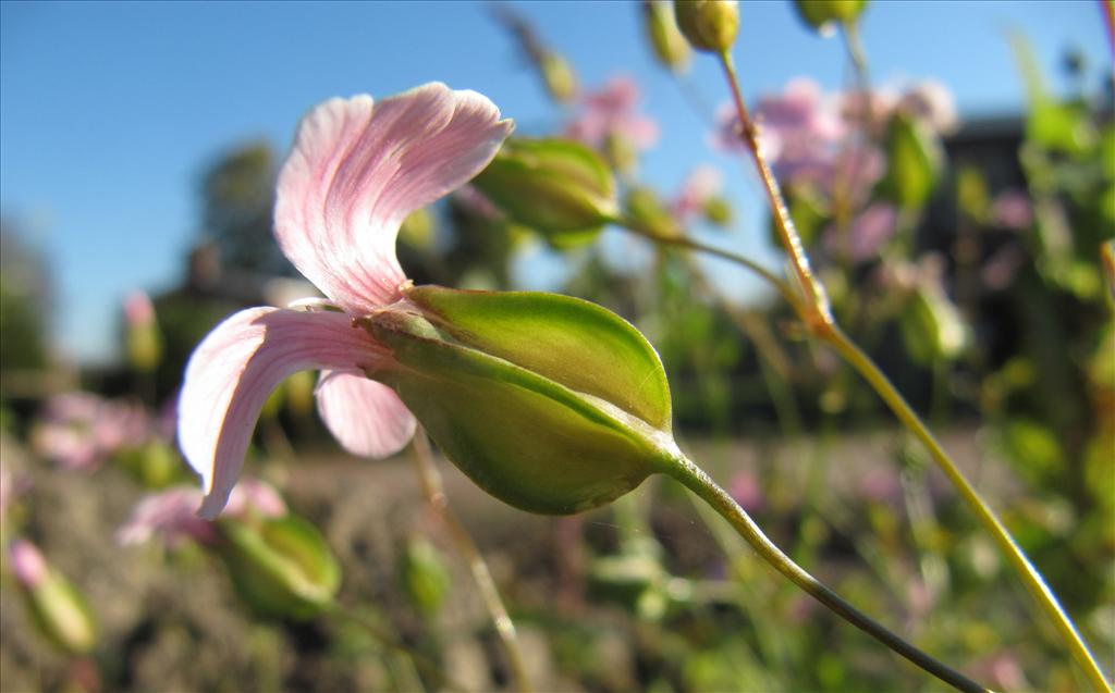 Vaccaria hispanica (door Gertjan van Noord)