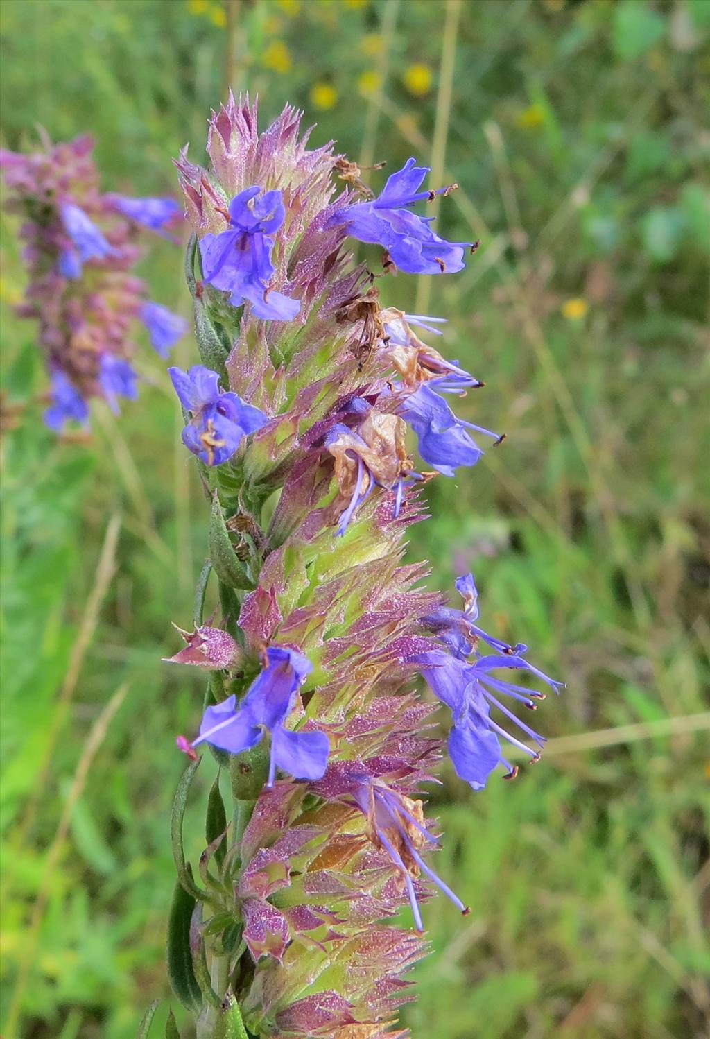 Hyssopus officinalis (door Gertjan van Noord)