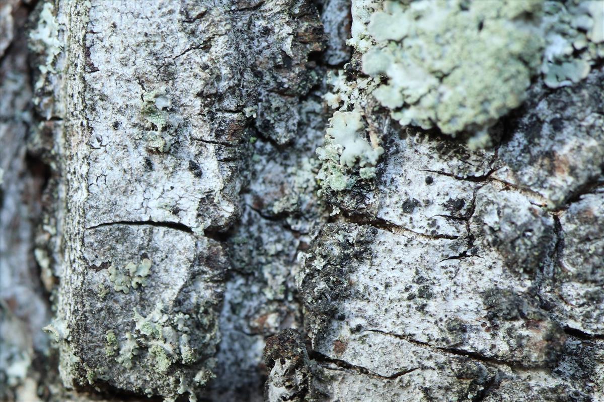 Kirschsteiniothelia atra (door Niek Schrier)