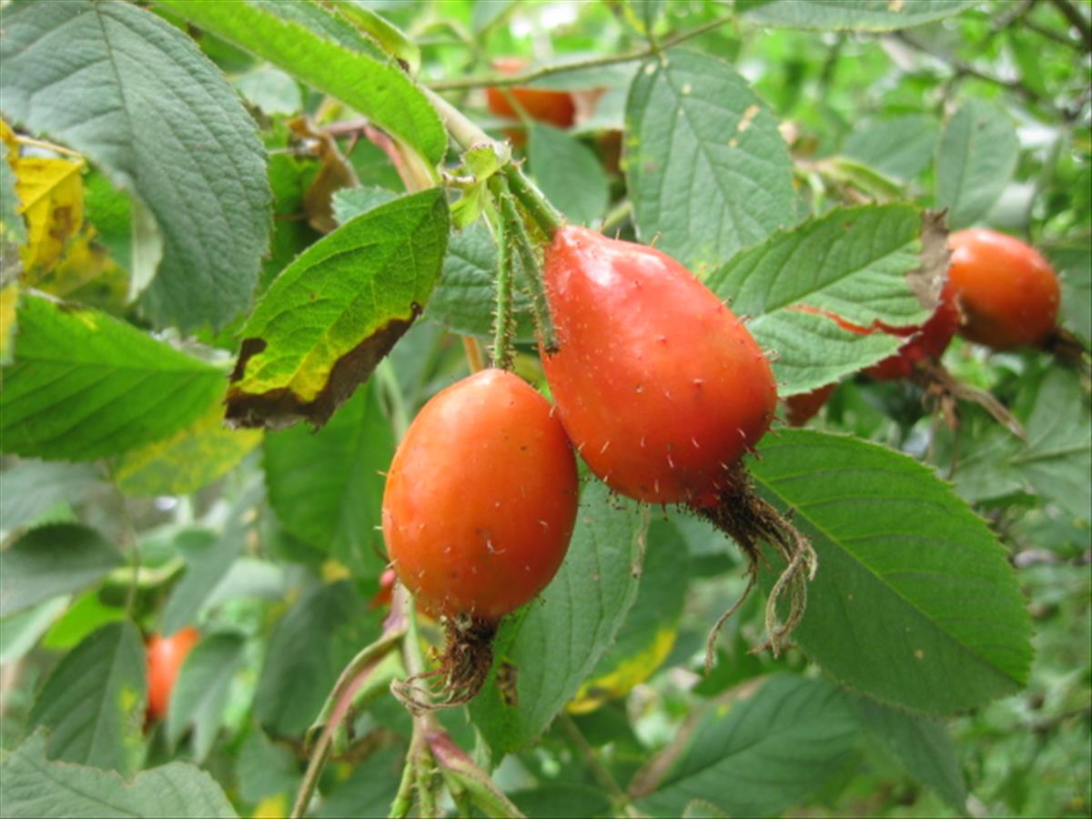 Rosa villosa (door Sipke Gonggrijp)