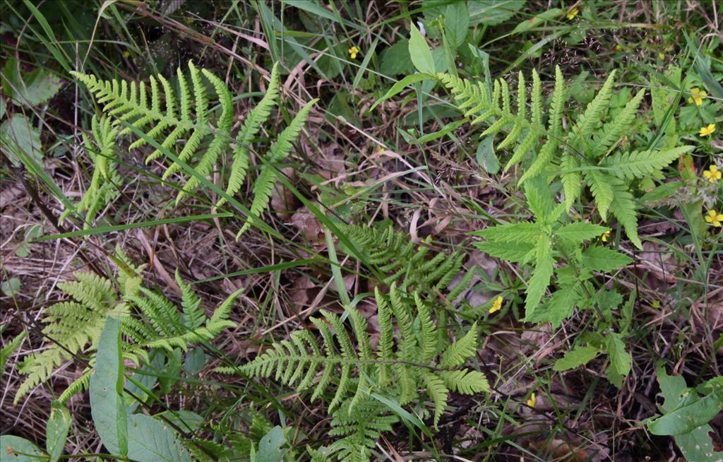 Phegopteris connectilis (door Jelle Hofstra)