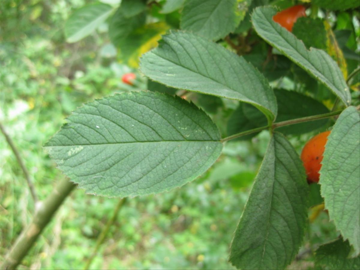 Rosa villosa (door Sipke Gonggrijp)