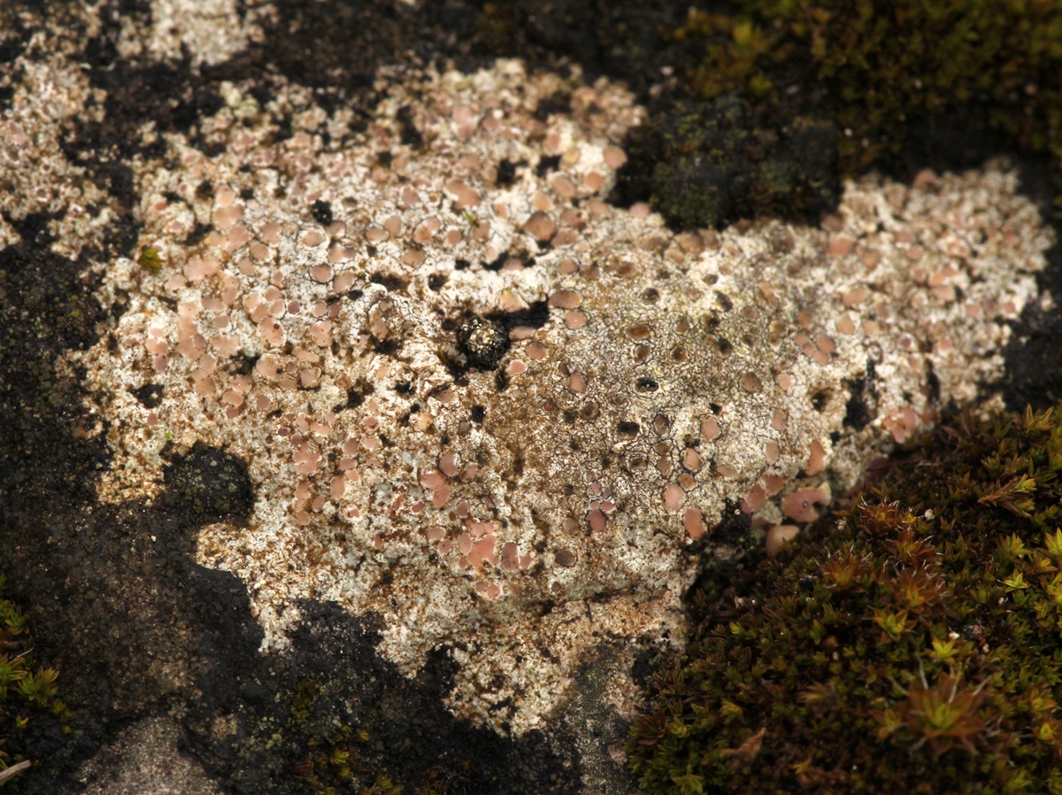 Hymenelia prevostii (door Ruud van Middelkoop)