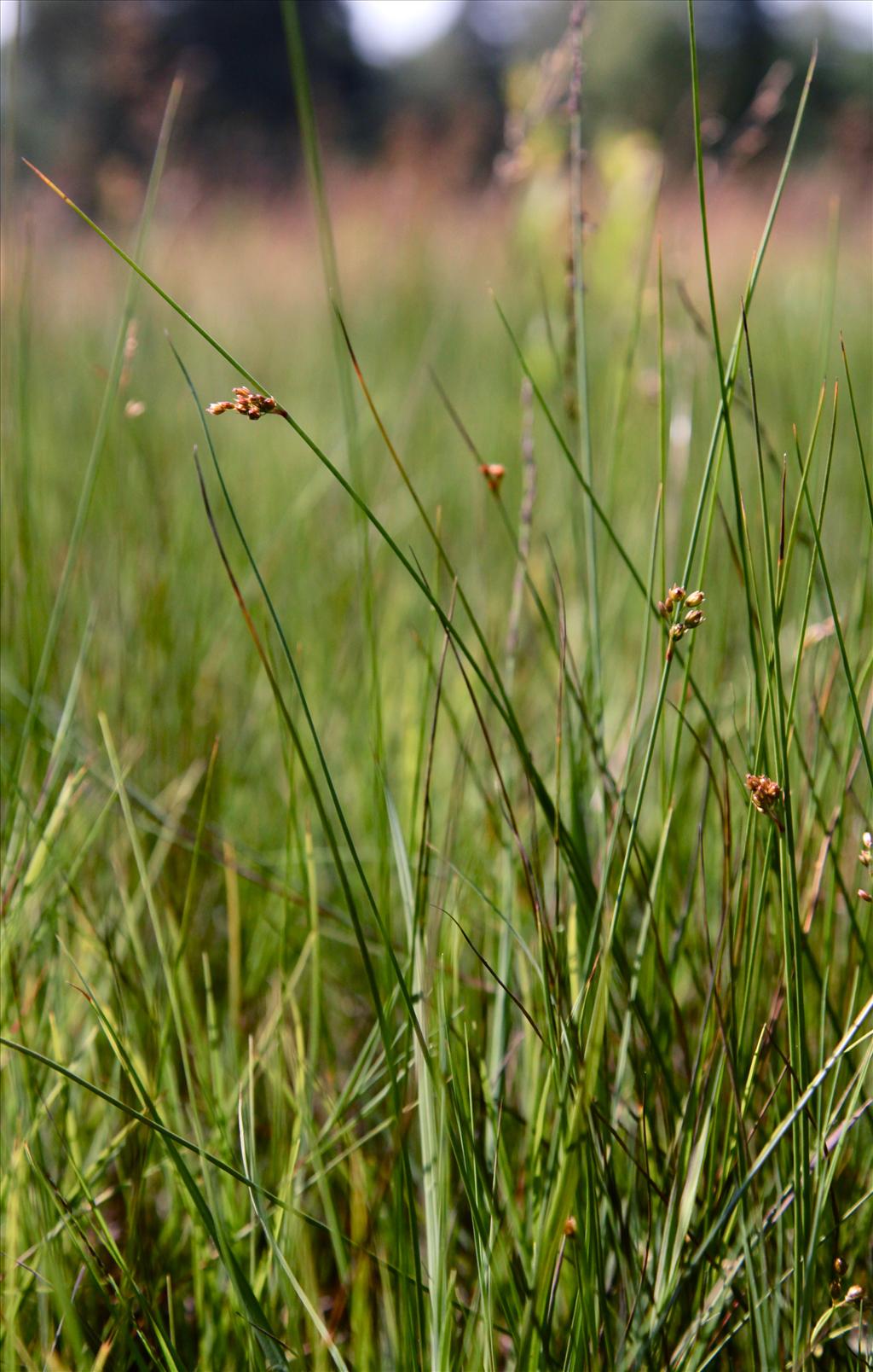 Juncus filiformis (door Jelle Hofstra)