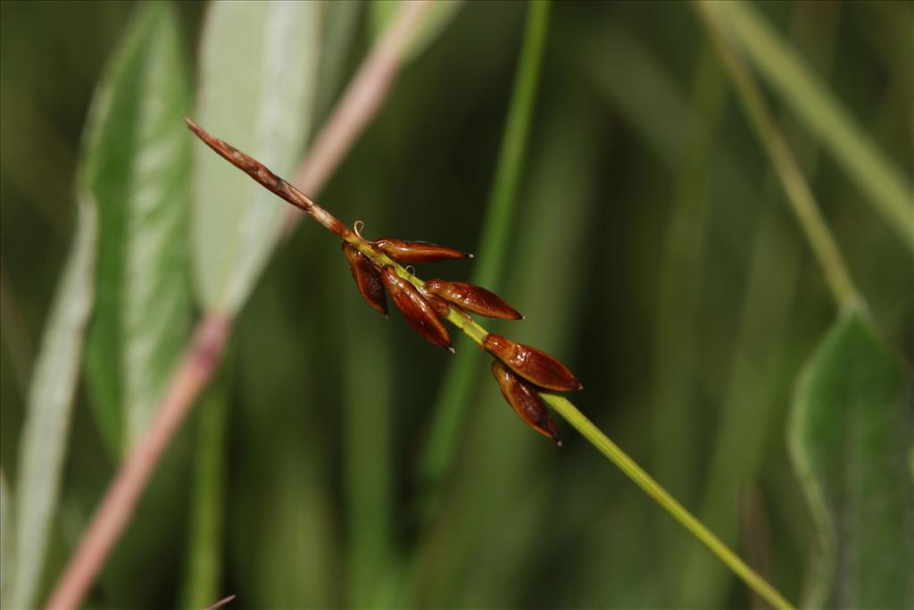 Carex pulicaris (door Edwin de Weerd)