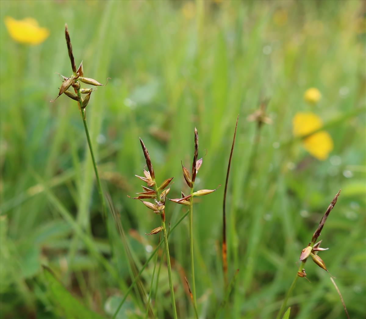 Carex pulicaris (door Otto Zijlstra)