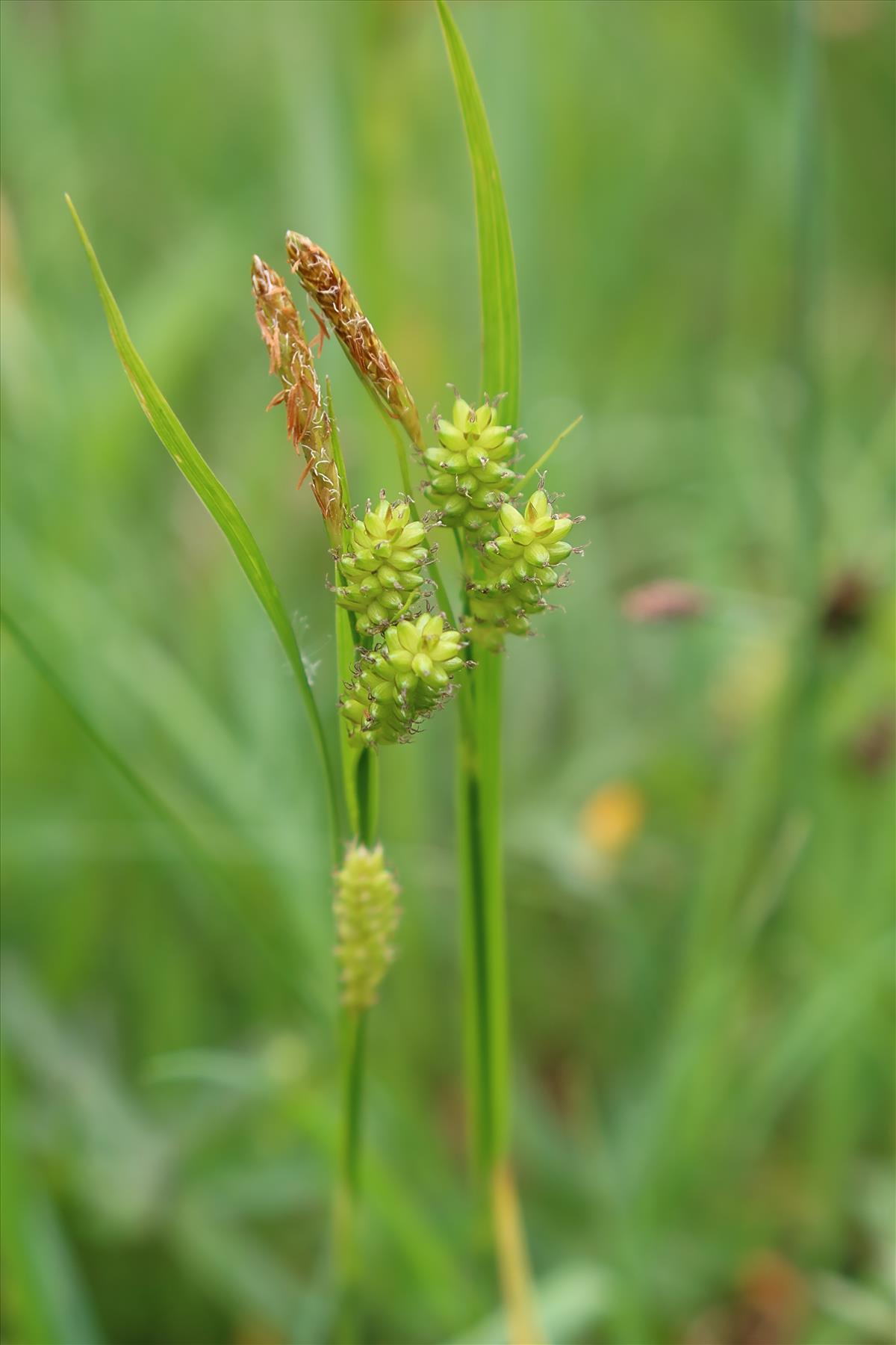 Carex pallescens (door Otto Zijlstra)