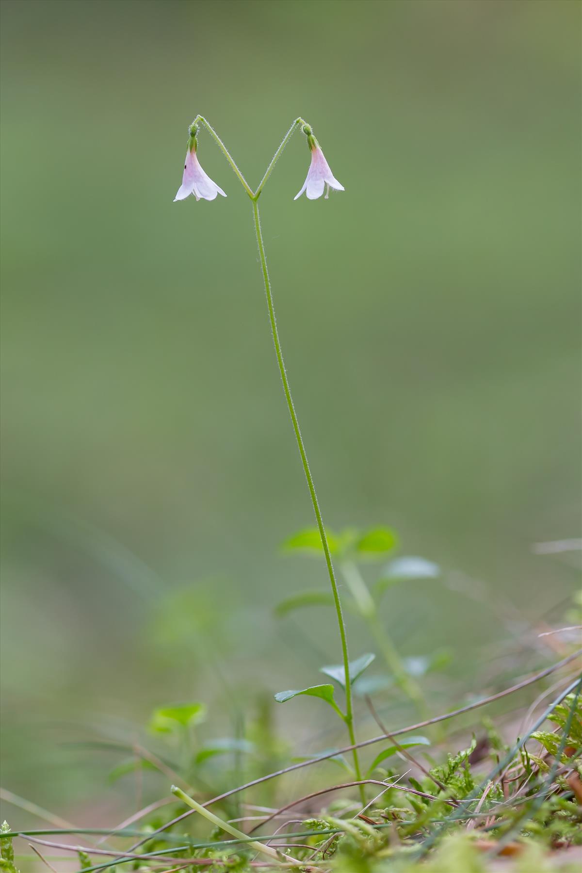 Linnaea borealis (door Bert Blok)