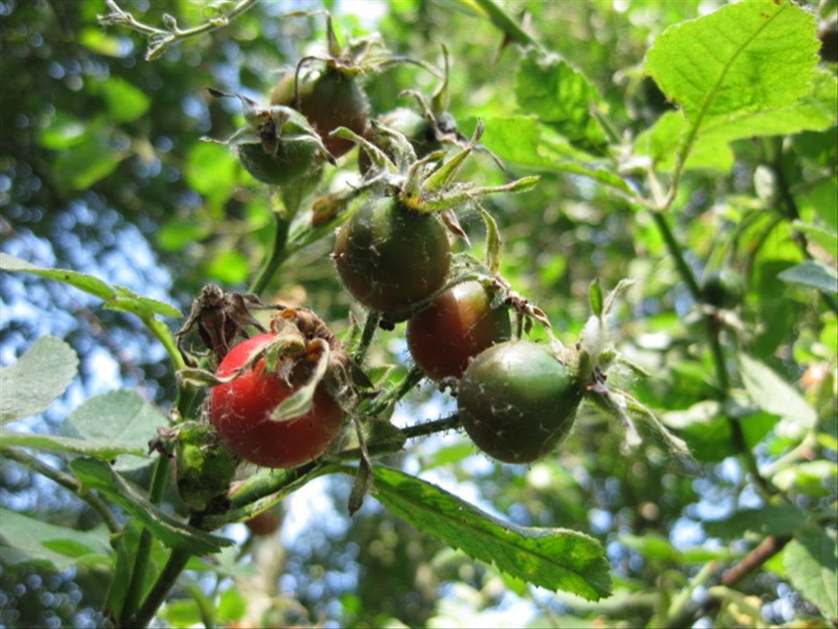 Rosa x suberectiformis (door Sipke Gonggrijp)