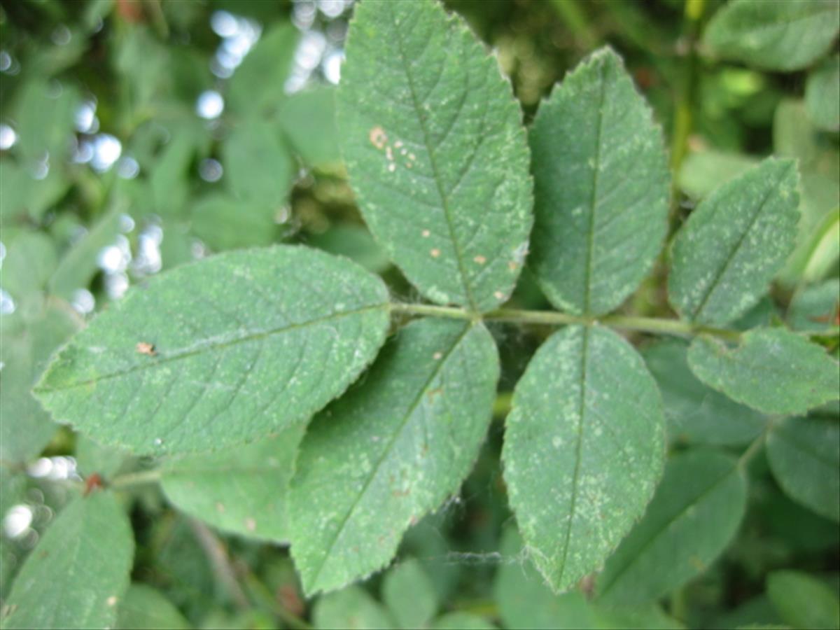 Rosa x suberectiformis (door Sipke Gonggrijp)