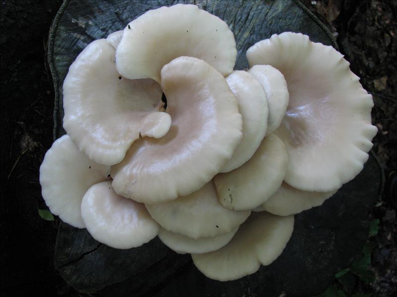 Pleurotus pulmonarius (door Hans Keppel)