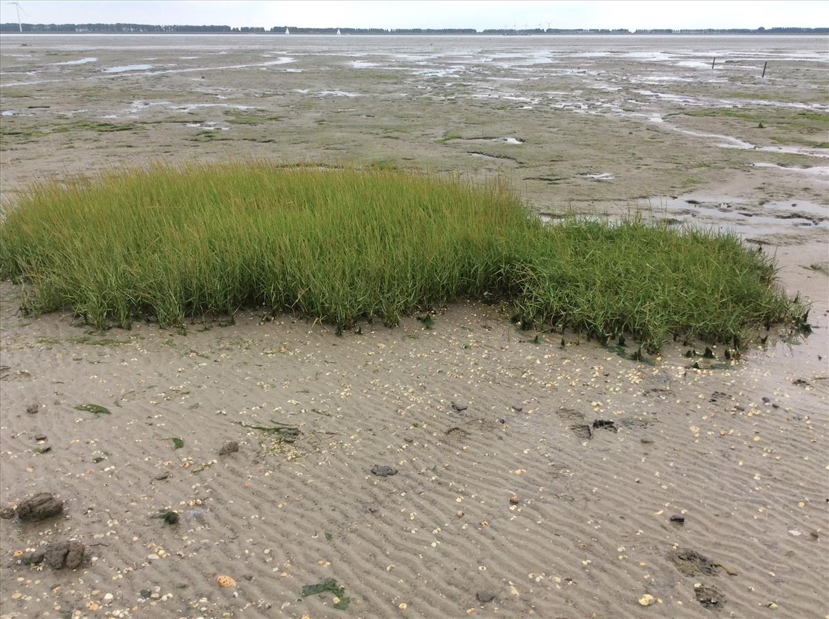 Spartina maritima (door Theo Muusse)