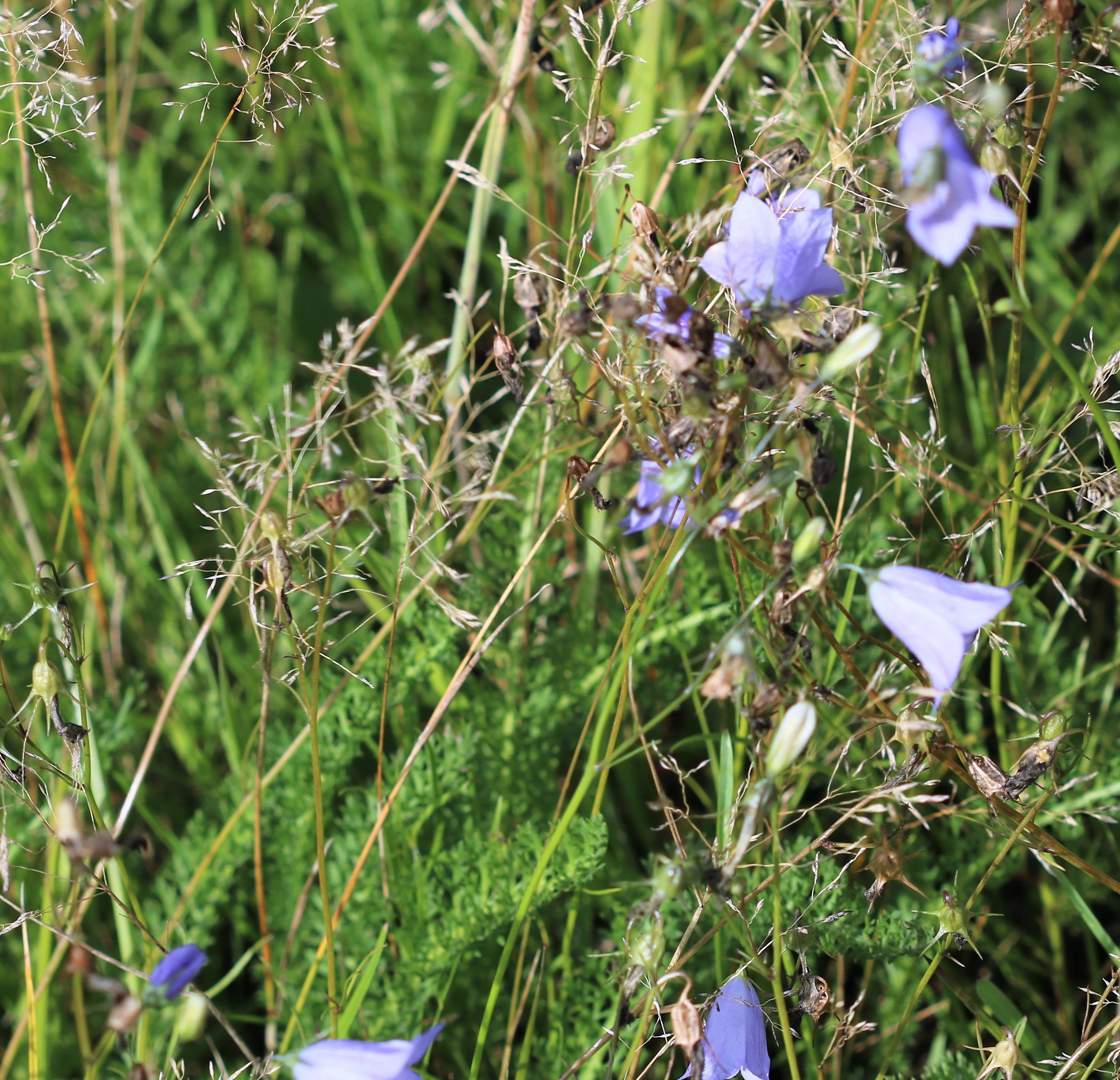 Campanula rotundifolia (door Vera Vandenbulcke)