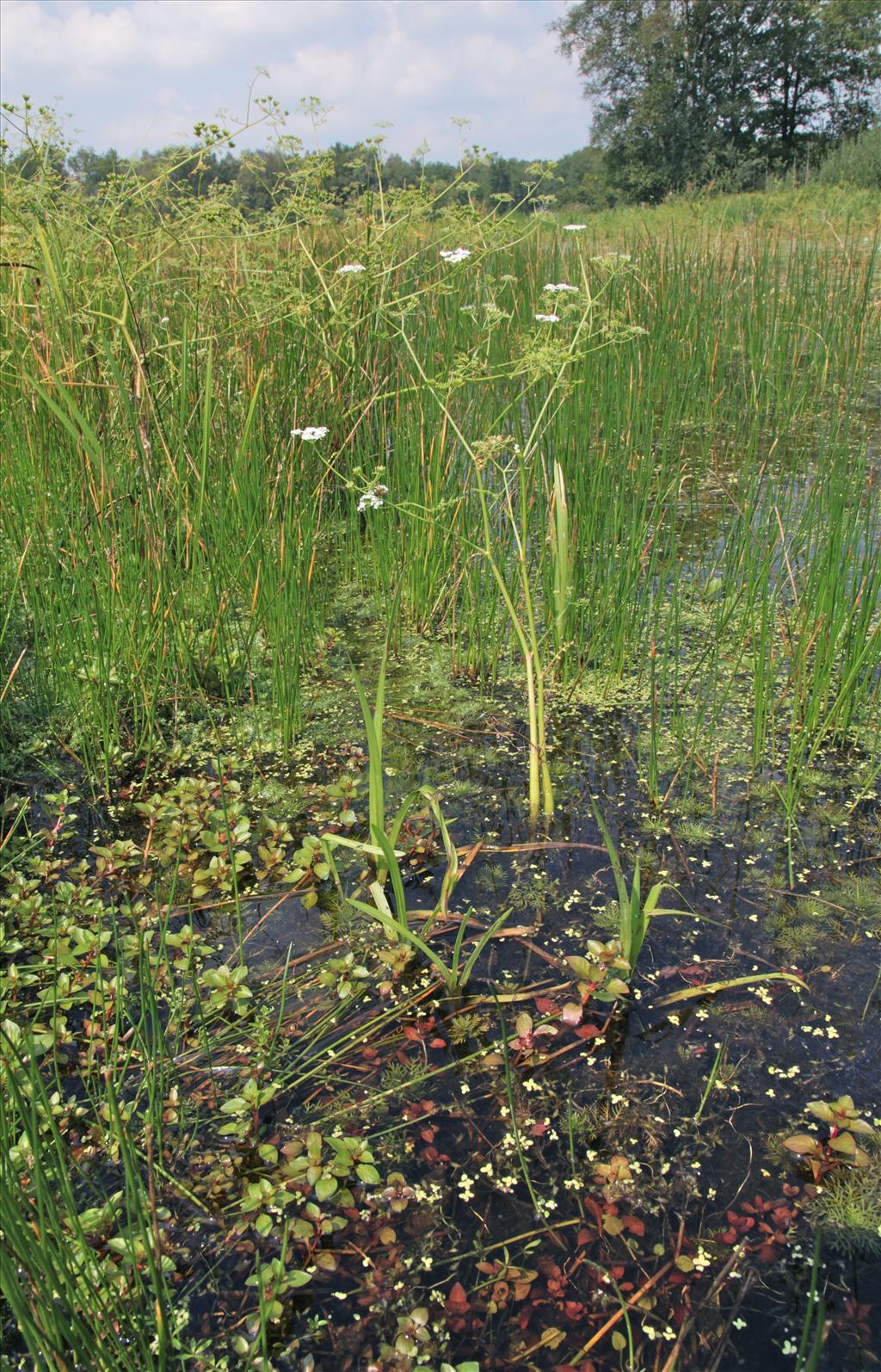 Ludwigia palustris (door Jelle Hofstra)