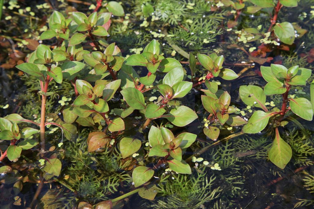 Ludwigia palustris (door Jelle Hofstra)