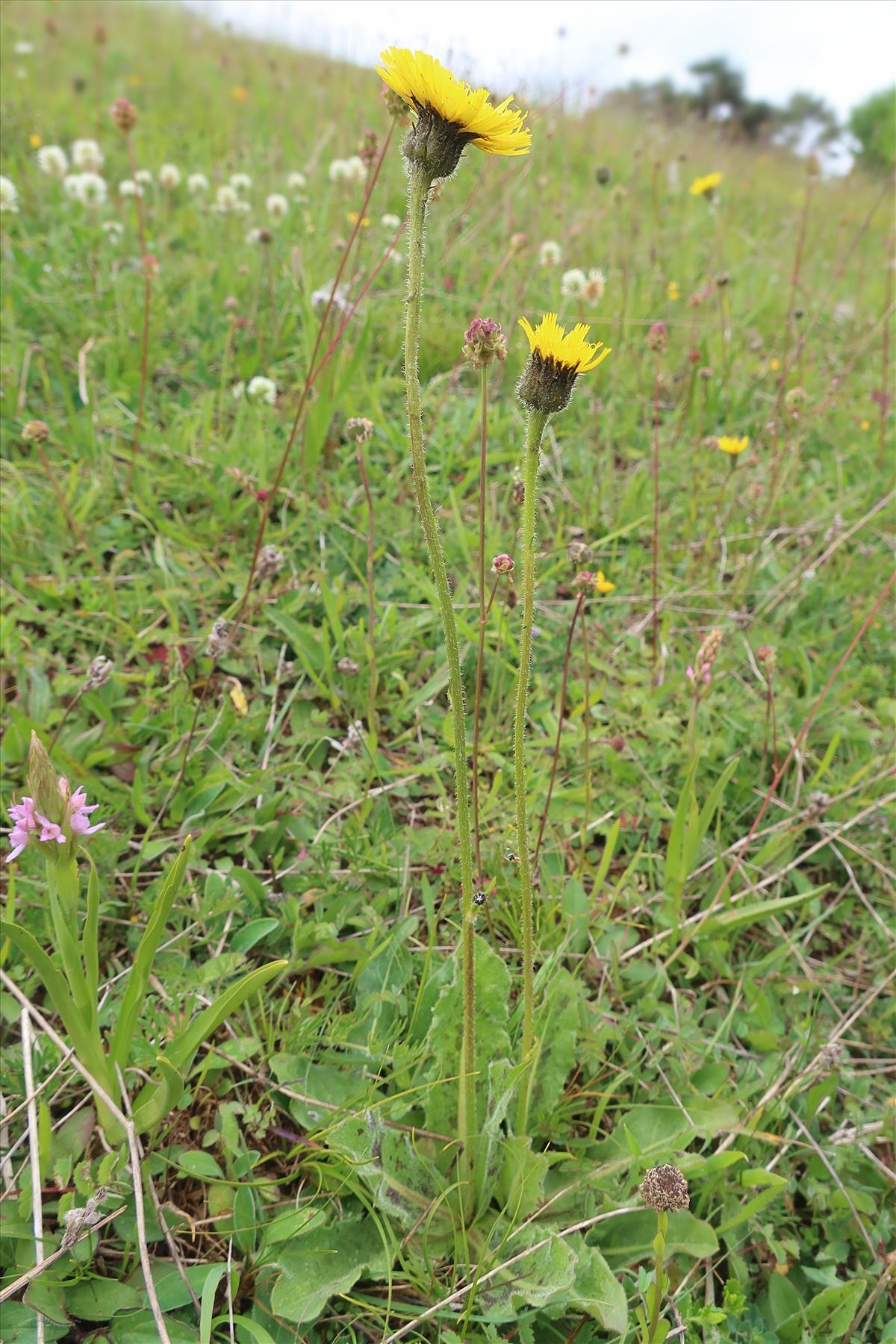 Hypochaeris maculata (door Otto Zijlstra)