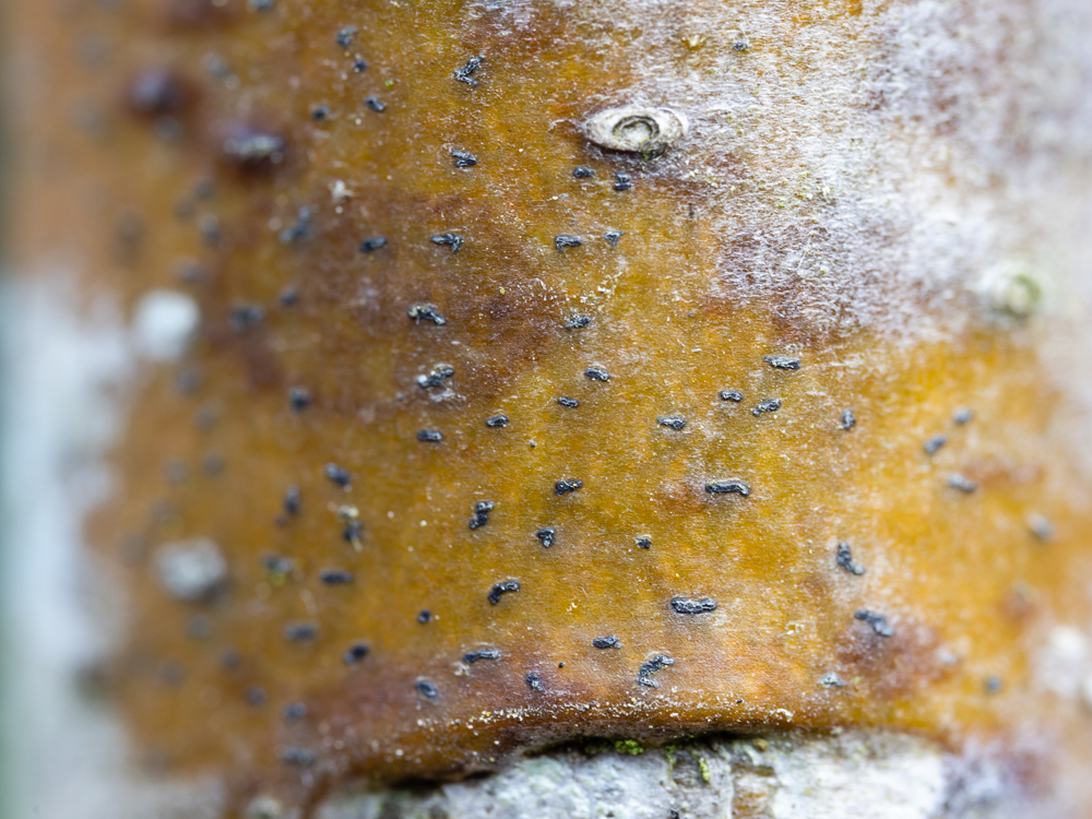 Naevia punctiformis (door Matthijs Molenaar)