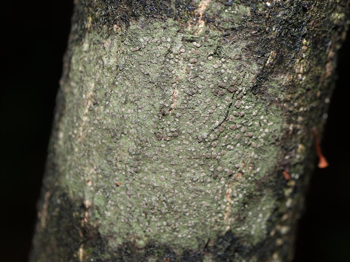 Micarea peliocarpa (door Tom Schier)