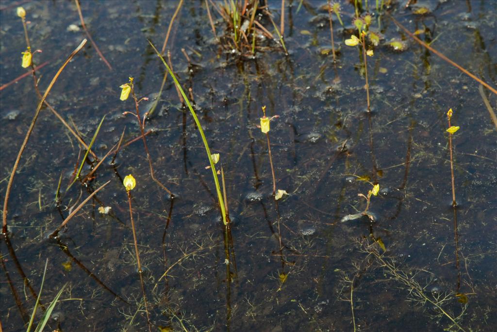 Utricularia minor (door Jelle Hofstra)