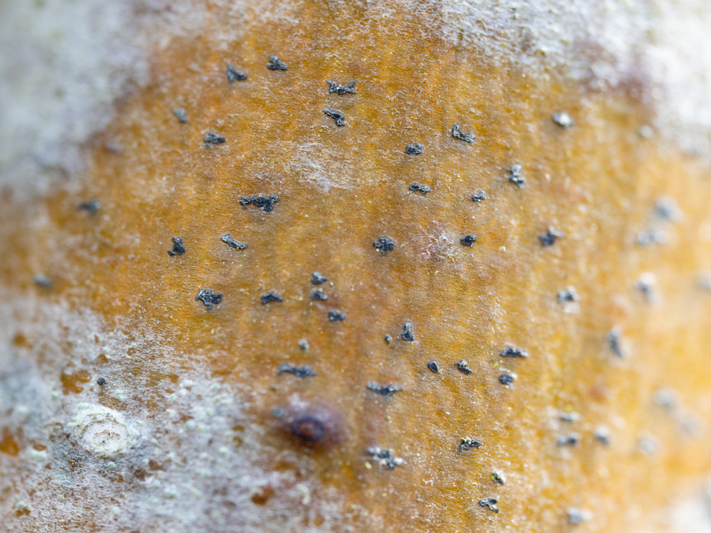 Naevia punctiformis (door Matthijs Molenaar)