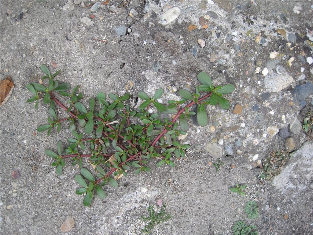 Portulaca oleracea (door Grada Menting)