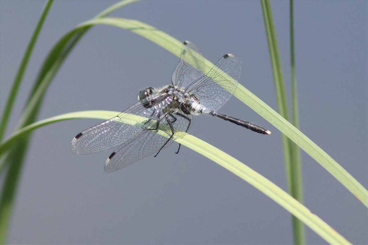 Leucorrhinia albifrons (door Niek Schrier)