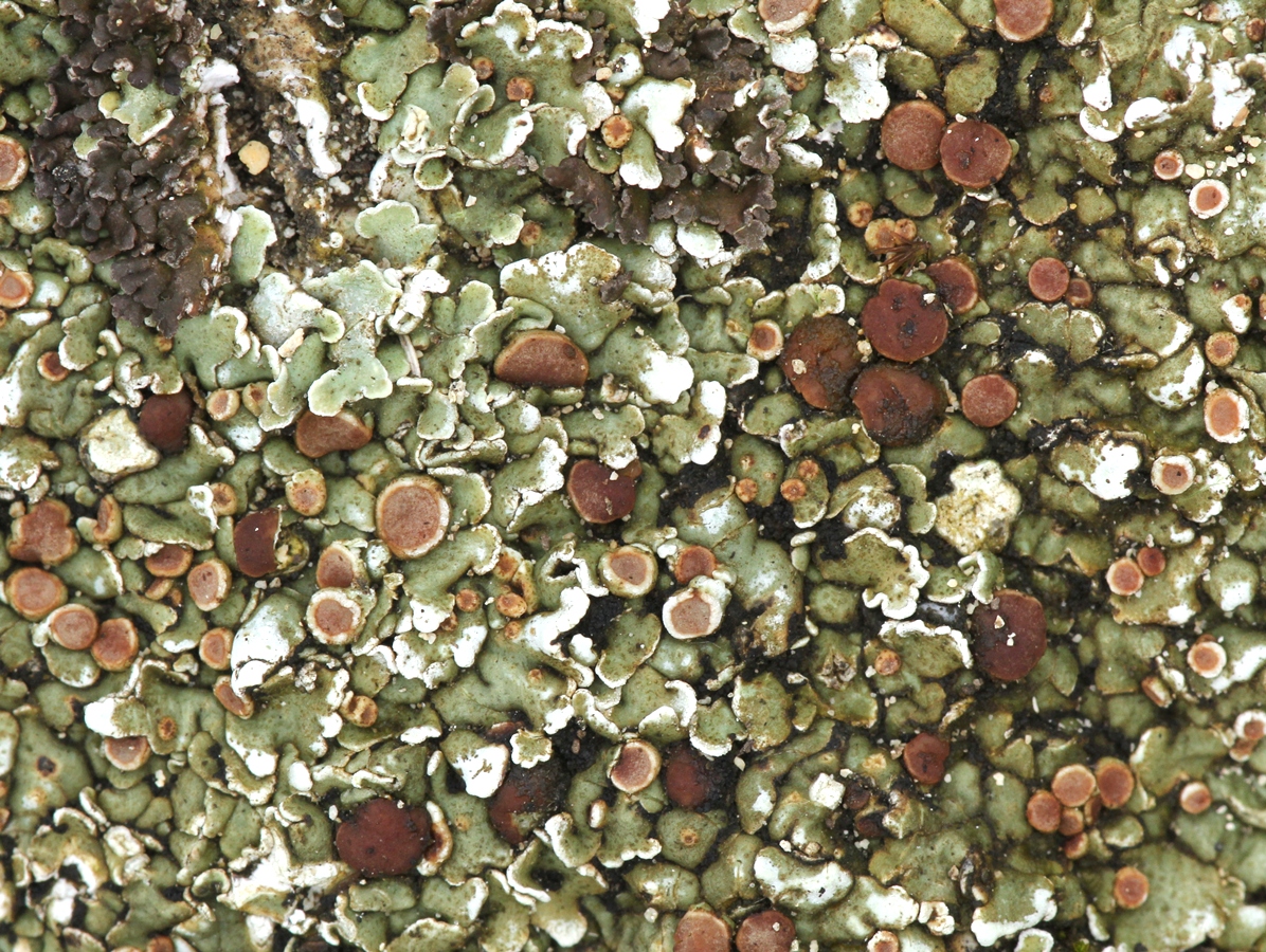 Squamarina cartilaginea (door Ruud van Middelkoop)