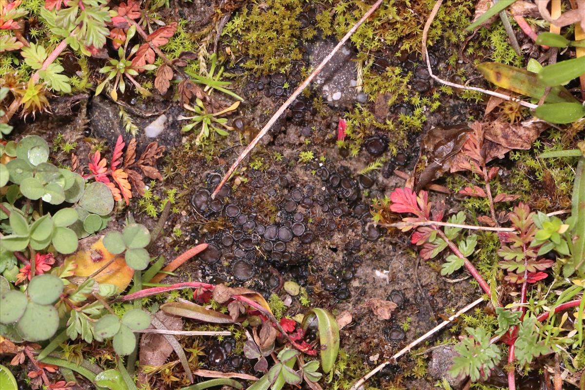 Enchylium limosum (door Niek Schrier)