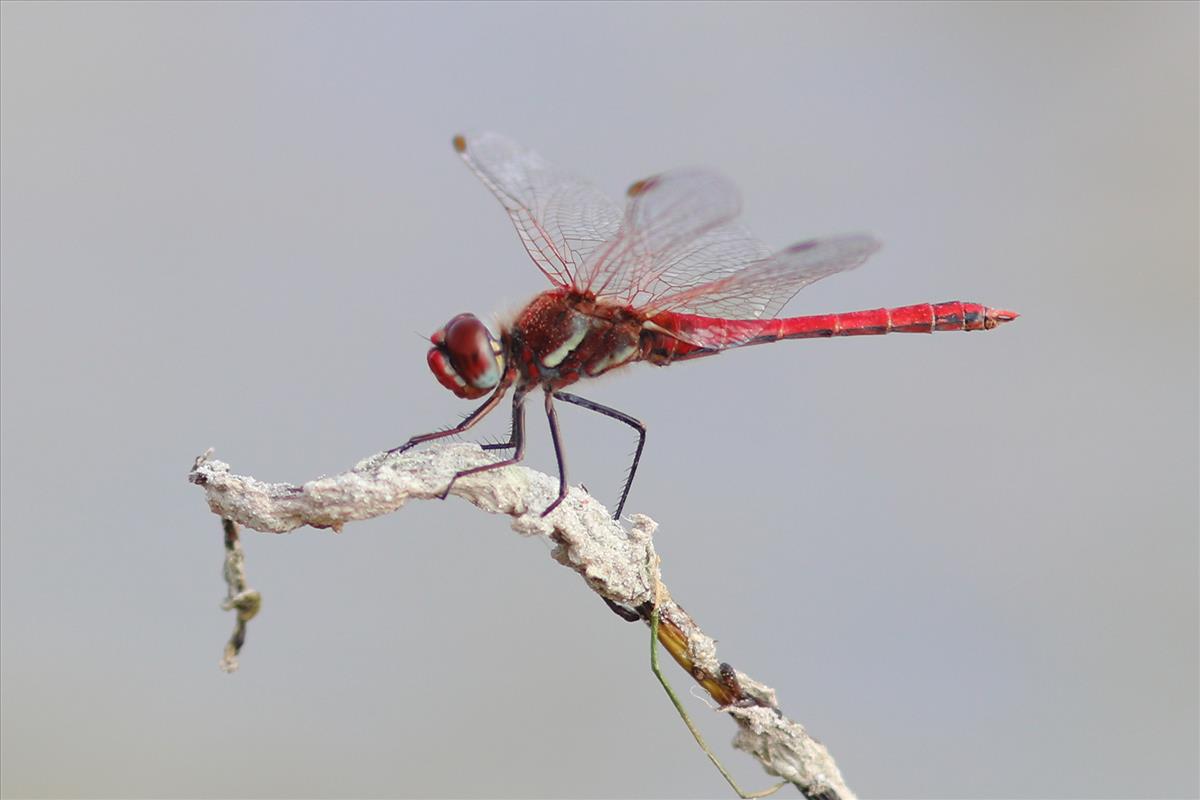 Sympetrum fonscolombii (door Niek Schrier)