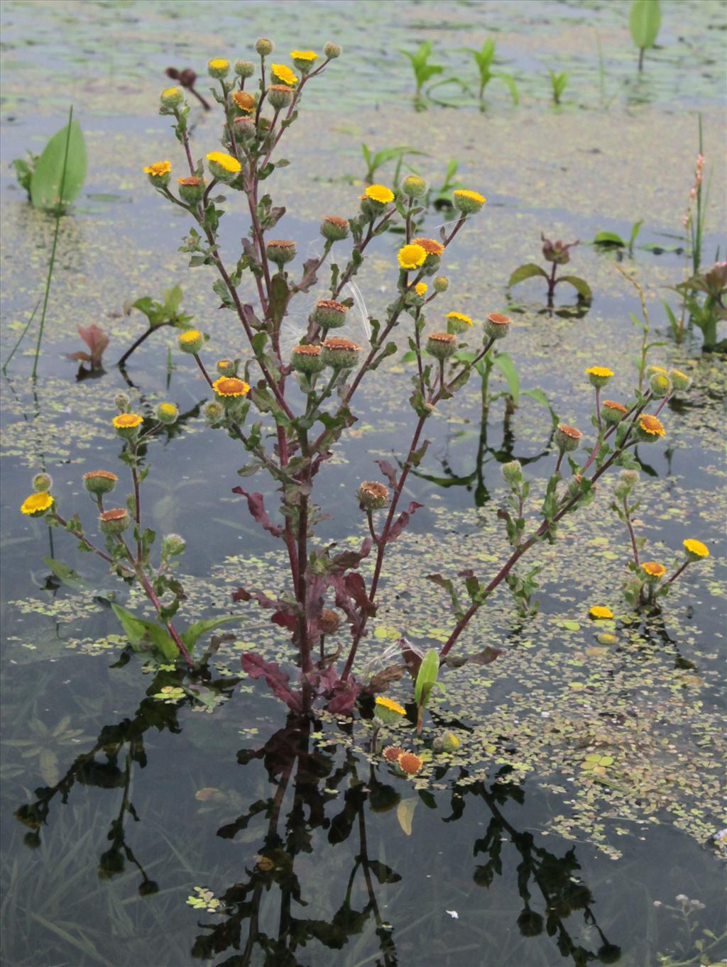 Pulicaria vulgaris (door Jelle Hofstra)