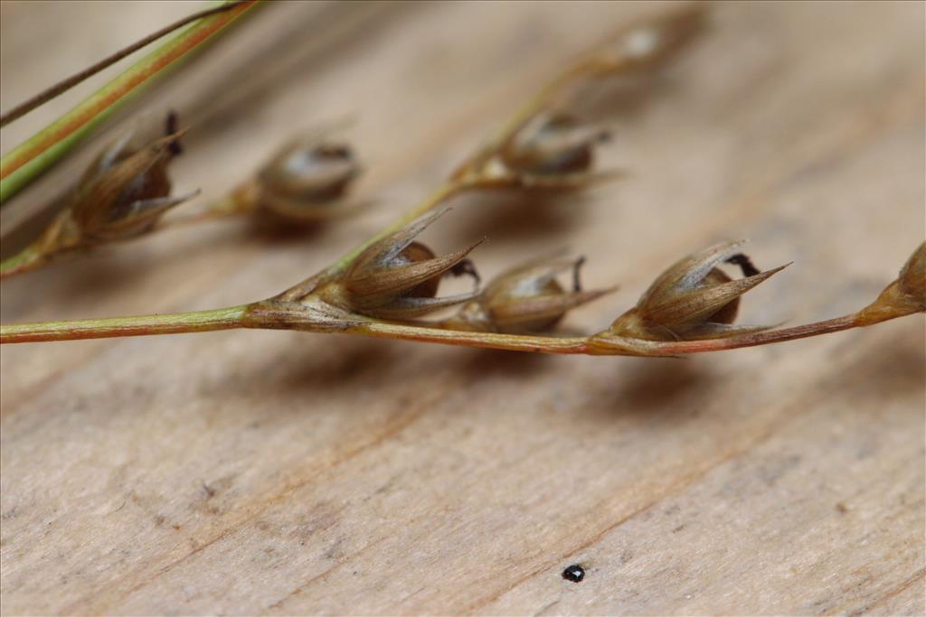 Juncus anthelatus (door Niels Eimers)