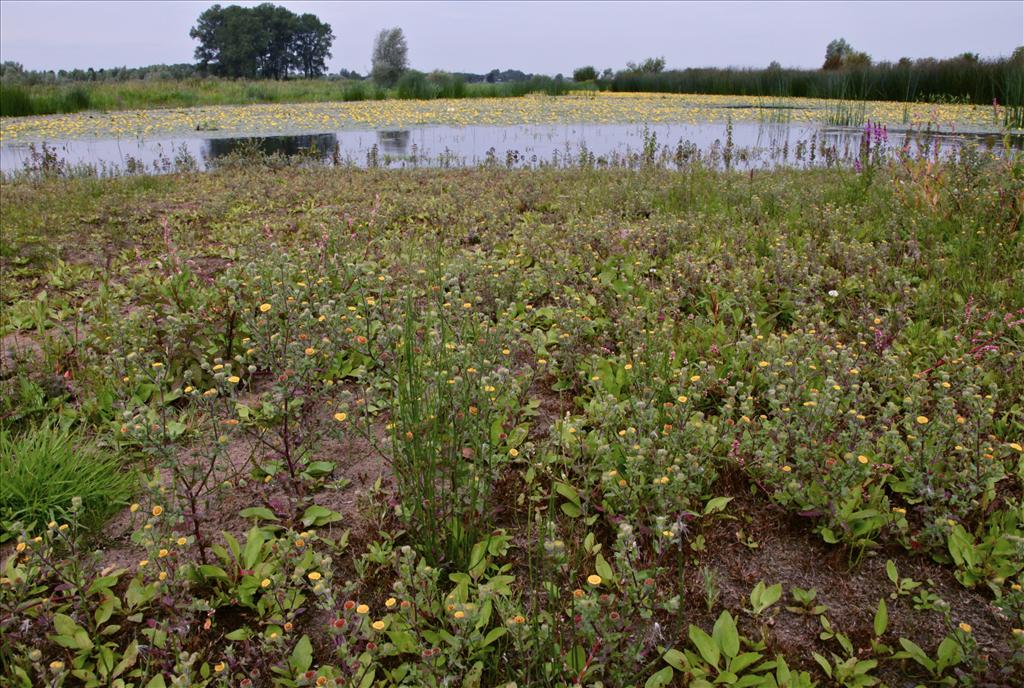 Pulicaria vulgaris (door Jelle Hofstra)