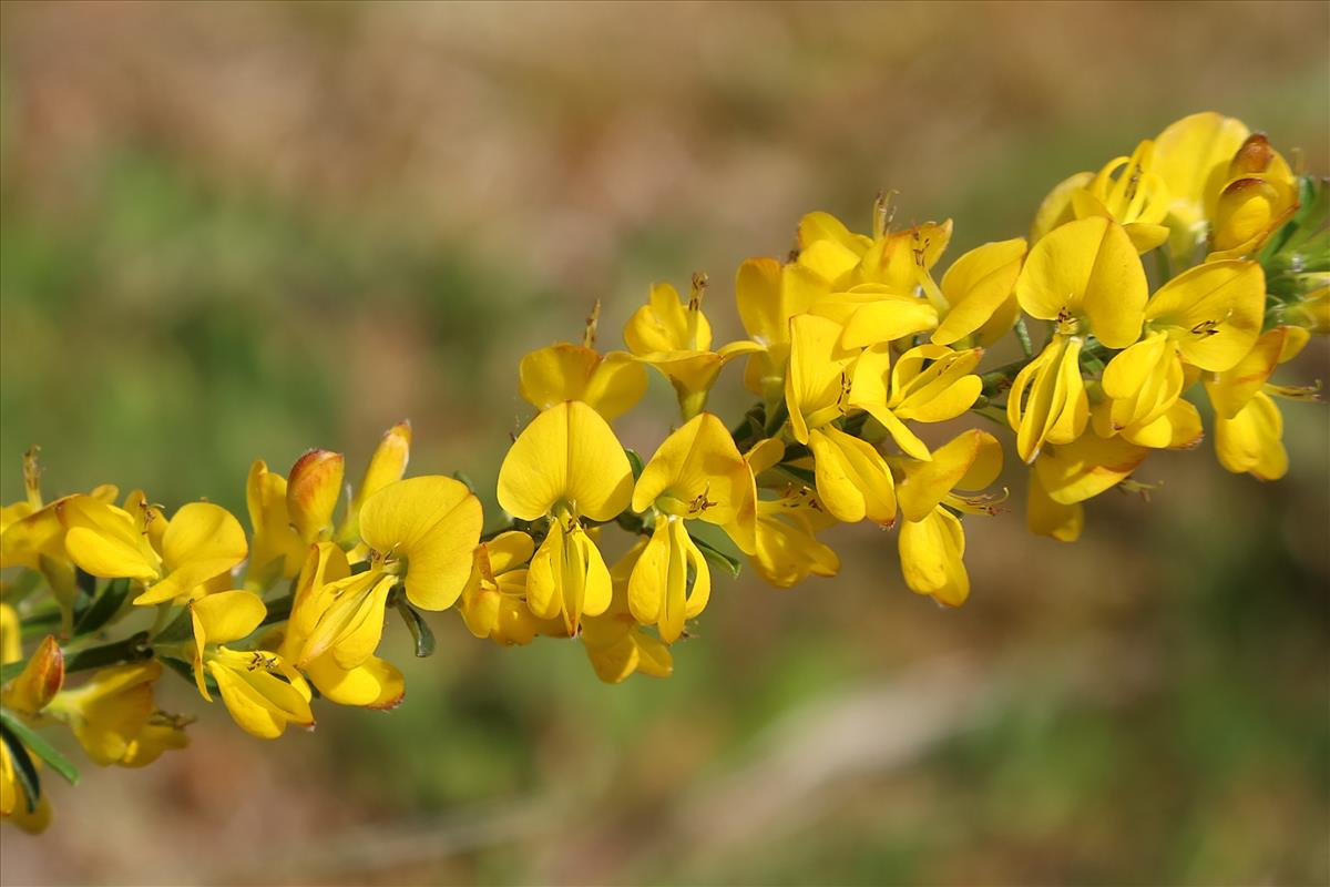 Genista pilosa (door Otto Zijlstra)