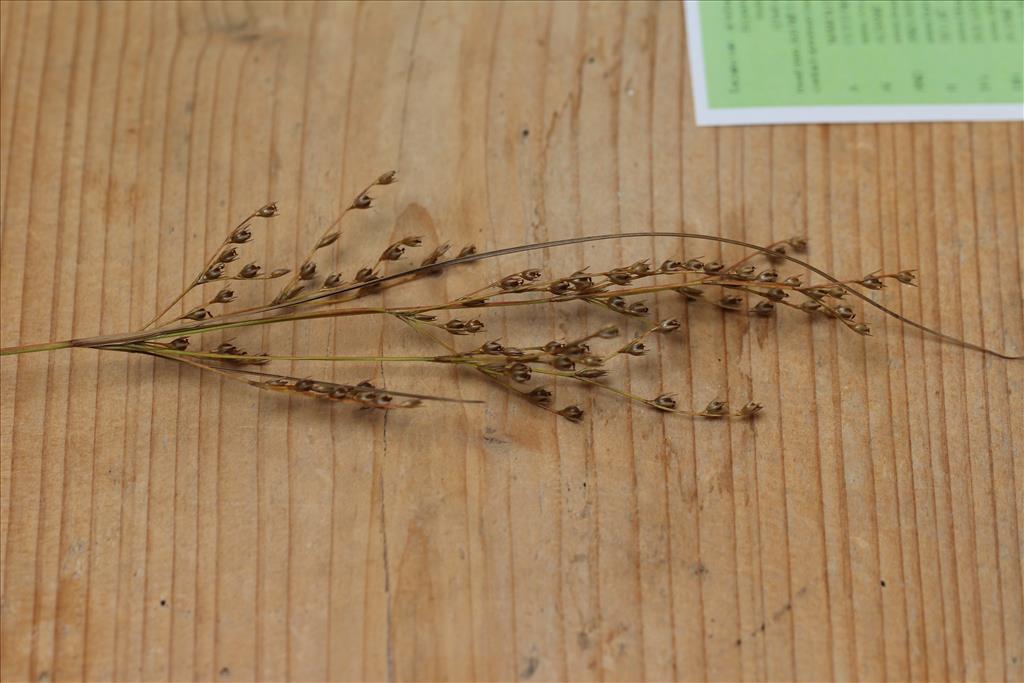 Juncus anthelatus (door Niels Eimers)