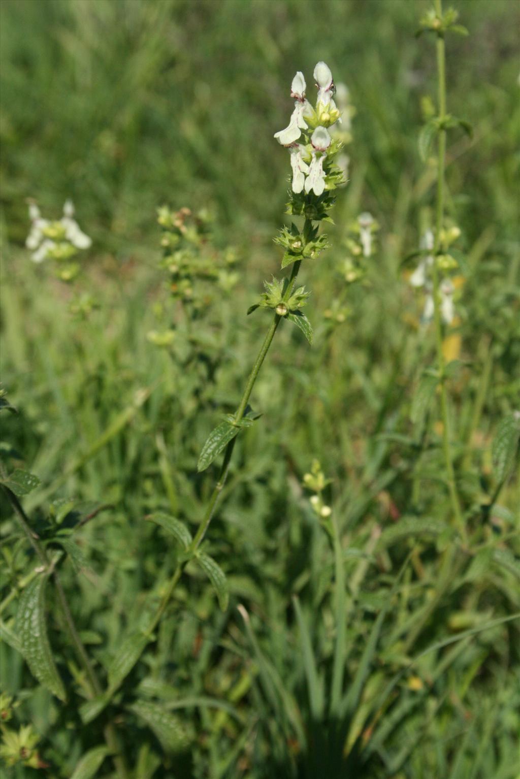 Stachys recta (door Gertjan van Mill)